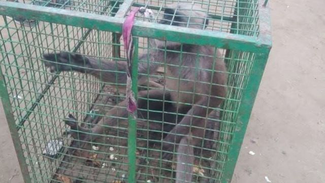 सारण के मशरक में तीन दिनों तक बंदर ने खूब मचाया उत्पात, 3 दर्जन लोगों को किया घायल, वन विभाग ने पकड़ा
