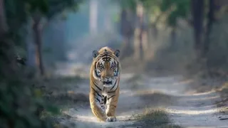 पीलीभीत टाइगर रिजर्व में विचरण करता सुल्तान का बेटा एस टू बाघ। स्रोत वन विभाग