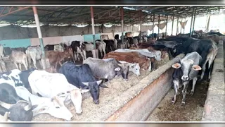 शाहबाद के किरा में गोशाला में क्षमता से अधिक गोवंश जागरण