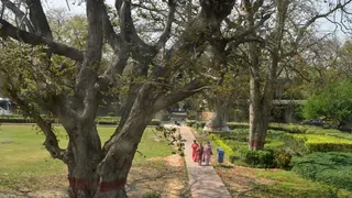 लुटियंस दिल्ली की 33 विरासत वृक्षों को एनडीएमसी क्यूआर कोड से देगी मुकम्मल पहचान।