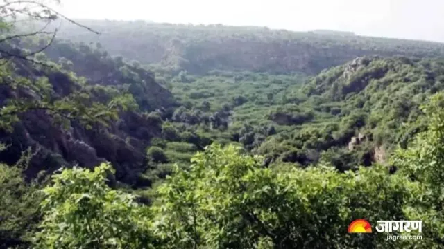 नवादा में गैस किल्लत से जंगल कटाई में तेजी: महिलाएं लकड़ी बेचकर कर रहीं गुजारा, वन विभाग छापेमारी में जुटा
