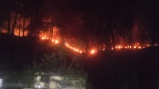 श्रीनगर-पौड़ी सड़क से सटे जंगल में बीते बुधवार रात्रि लगी आग। जागरण।