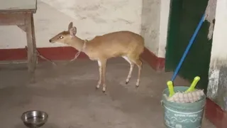लातेहार में किसान ने दो महीने पाला हिरण का बच्चा। (फोटो: जागरण)