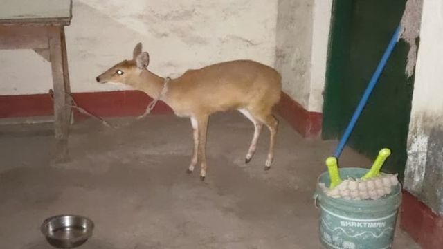 किसान के घर में पला हिरण का बच्चा, बकरी के साथ खेलता रहा... जंगल में छोड़ने पर दोबारा लौट आया