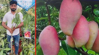 किसान मेले में नूरजहां किस्म के आम ने खींचा लोगों का ध्यान, तीन से पांच किलो तक है वजन. Jagran