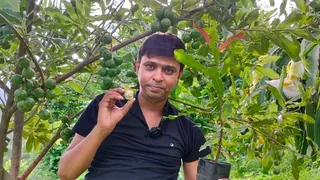 बाहरी आवरण मजबूत होने के कारण बंदर समेत अन्य जानवर भी इस फल को नुकसान नहीं पहुंचा सकते हैं। Jagran