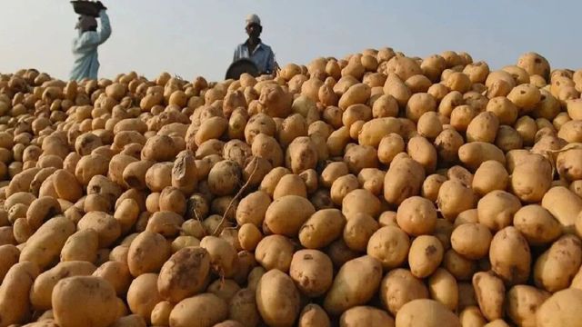 क्यों लगातार गिर रही आलू की कीमत? 400 से 500 रुपये क्विंटल पर लागत निकालना भी मुश्किल