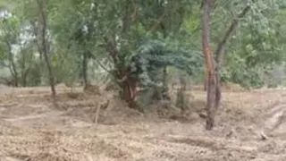 प्रयागराज के यमुनापार के कोरांव तहसील में वन भूमि को लेकर कई दावेदार सामने आ रहे हैं।
