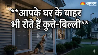 Shakun Shastra: रात में क्यों रोते हैं कुत्ते और बिल्ली (Image Source: AI-Generated)