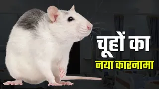 बद्दी में चूहों ने बिजली के तार काट डाले।