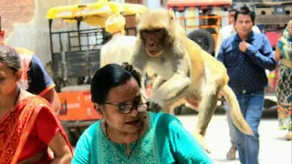 झपट्टामार बंदर। फाइल राष्ट्रपति मुर्मू के वृंदावन दौरे पर बंदरों से चश्मा बचाने की खास तैयारी