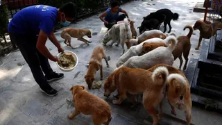 रांची में 20 लाख से बनेगा डॉग फीडिंग जोन। (फोटो: सांकेतिक)