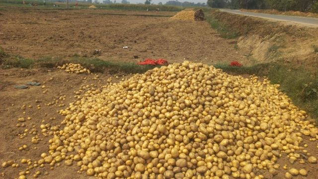 लखीसराय के आलू किसान संकट में: बंपर पैदावार के बावजूद नहीं मिल रहा उचित दाम, लागत निकालना भी मुश्किल

