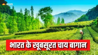 भारत के खूबसूरत चाय बागान