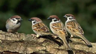 गाैरैया अब विलुप्ति की कगार पर। (प्रतीकात्मक फोटो)