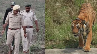 निगरानी करते वनकर्मी व बाधिन की फाइल फोटो। सौ. वन विभाग