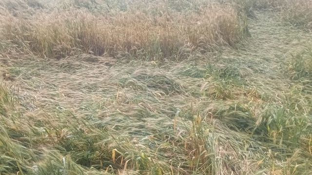 बेमौसम बारिश और ओलावृष्टि ने किसानों के सामने खड़ी की मुसीबत, खेत में बिछी गेहूं की फसल
