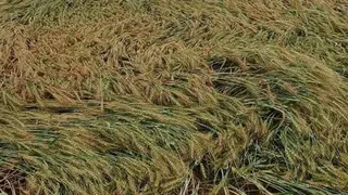 तेज आंधी और बारिश ने किसानों को भारी नुकसान
