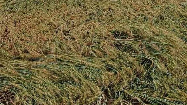 तूफानी बारिश ने तोड़ी किसानों की कमर: 16 घंटे में बदले मौसम का कहर, गेहूं की फसल बिछी, आम के टिकोले झड़े