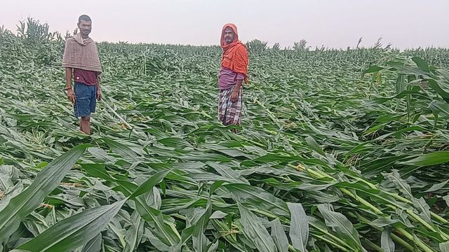 पूर्णिया में आंधी-पानी ने मचायी भारी तबाही, मक्का-गेहूं सहित अन्य फसलें हुई बर्बाद
