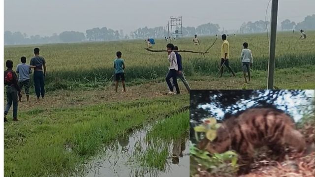 रोहतास के दिनारा में तीन लकड़बग्घों के दिखने से दहशत, वन विभाग का रेस्क्यू ऑपरेशन जारी
