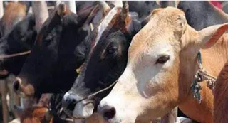 15 अप्रैल से चलेगा भूसा संग्रहण अभियान। सांकेतिक तस्वीर