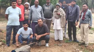 डुलाना गांव में करंट से मृत मोर को मिट्टी देते ग्रामीण। जागरण