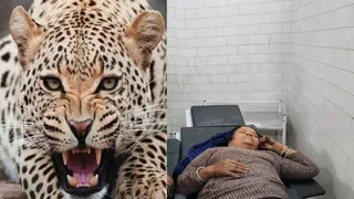 गुलदार का प्रतीकात्मक फोटो, अस्पताल में भर्ती महिला।