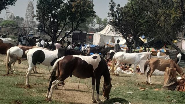 काशीपुर के चैती मेले में घोड़ों का बाजार गुलजार, डेढ़ लाख तक की लग रही बोली