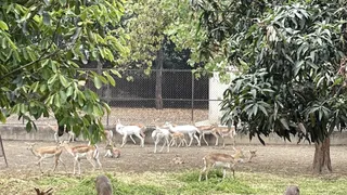 आइवीआरआइ के वन्य प्राणी उद्यान में झुंड के बीच विचरण करते सफेद हिरण| जागरण