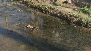 खेतों में भरा नाले का पानी। जागरण