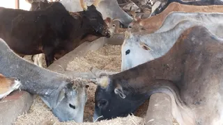 प्रयागराज की एक गोशाला, जहां सूखा चारा खाने को मजबूर हैं गाेवंश। जागरण