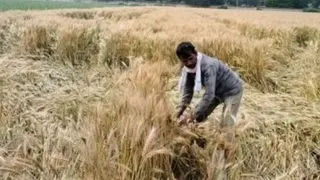 गेहूं, सरसों और मक्का की तैयार फसलें खेतों में गिरा