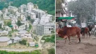 आईआईटी मंडी ने बेसहारा पशुओं को आसरा दिया है।