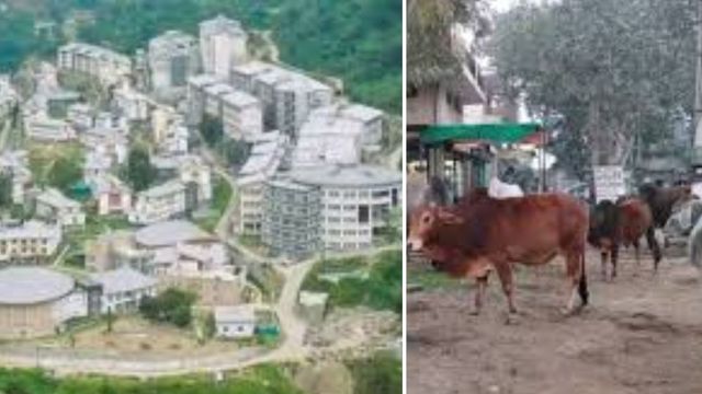 IIT मंडी की अनूठी पहल, बेसहारा पशुओं को मिला आसरा; गोबर और कचरे से तैयार करेंगे ऊर्जा