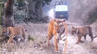 पीलीभीत टाइगर रिजर्व में शावकों के साथ टहलती बाघिन। सौजन्य से इंटरनेट मीडिया