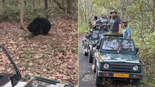 पीलीभीत टाईगर रिजर्व में सफारी के दौरान पर्यटकों को आकर्षित करता भालू। स्रोत गाइड