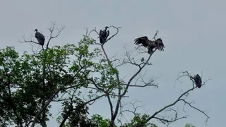 रामनगर में टेड़ा गांव के अंतर्गत पेड़ पर बैठे दुर्लभ प्रजाति के व्हाइट रम्प्ड वल्चर। सौजन्य: दीप रजवार