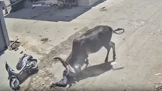 युवक पर सांड ने किया हमला। (सोशल मीडिया)