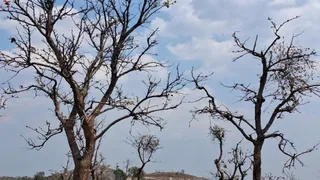 झारखंड के जंगलों में पहली बार सूना पड़ा पलाश। (फोटो: जागरण)