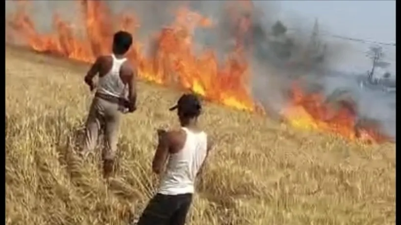 मसौढ़ी में शॉर्ट सर्किट की चिंगारी से 87 बीघे में लगी गेहूं की फसल राख, 16 लाख का नुकसान