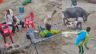 आवारा श्वान ने घर के बाहर बैठे ग्रामीणों पर किया हमला (वीडियो ग्रैब)