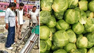 पूसा विश्वविद्यालय में विकसित की गई कैबेज कटर मशीन। फाइल फोटो