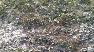 बिहार तरबूज खेती संकट: कटिहार में मौसम और सूखती नदियों की मार