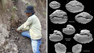 देहरादून से लगे शिवालिक क्षेत्र में जीवाश्म की खोज करते वाडिया हिमालय भूविज्ञान संस्थान के वरिष्ठ विज्ञानी निंगथौजम प्रेमजीत सिंह। वहीं, वाडिया हिमालय भूविज्ञान संस्थान ने खोजे गए 45 लाख साल पुराने मछलियों के जीवाश्म। साभार-वाडिया हिमालय भूविज्ञान संस्थान