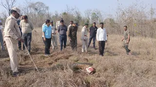 एसटीआर में मिला बाघ शावक का शव (सौजन्य- पार्क प्रबंधन)
