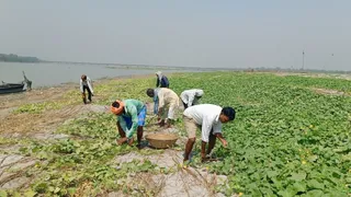 गंडक नदी का जलस्तर बढ़ने से सारण में खीरे की फसल तबाह