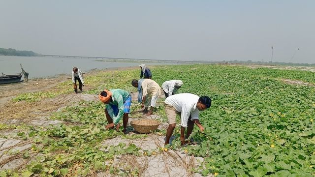 गंडक नदी का जलस्तर बढ़ने से सारण में खीरे की फसल तबाह, किसानों पर गहराया आर्थिक संकट
