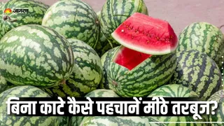 कैसे चुनें मीठा तरबूज? (Picture Courtesy: Freepik)