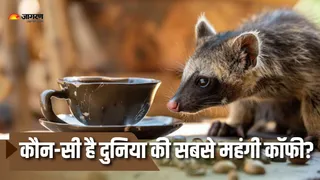 लाखों में है दुनिया की सबसे महंगी कॉफी की कीमत (Picture Courtesy: Freepik)